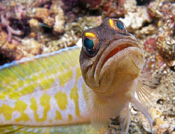 Jawfish, Bunaken by Doug Anderson 